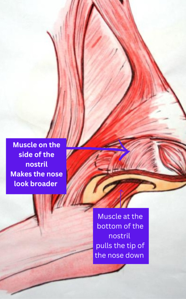 Muscle on the side of the nostril Makes the nose look broader Botox For slimming the nose, important muscle groups