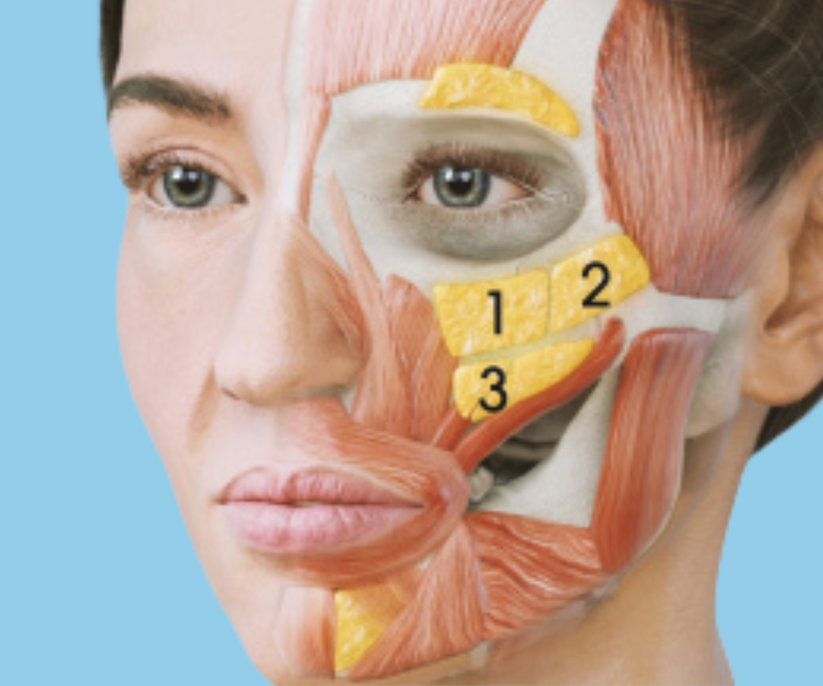 Deep Facial Fat Pads Deep Facial Fat Pads